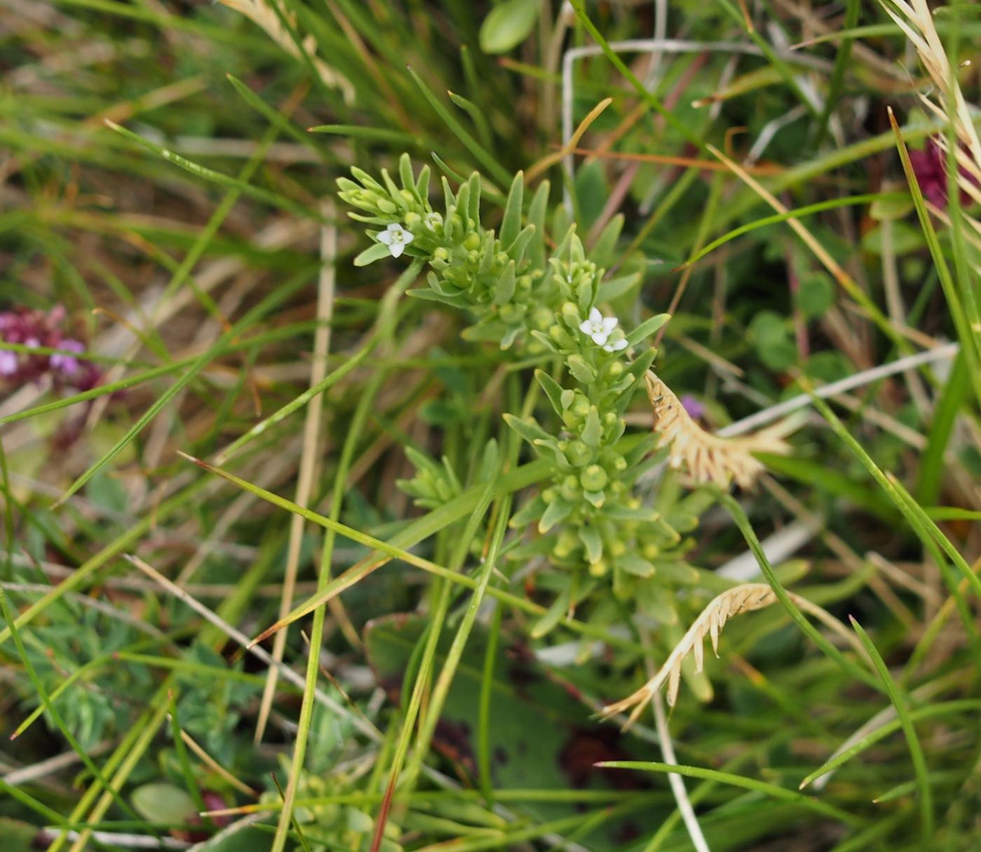 Alpine Bastard Toadflax plant